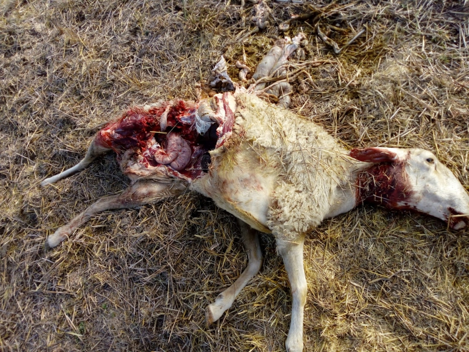 Madrid estudia permitir que los ganaderos maten lobos